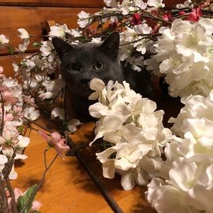 Meet your Posher, Joanne